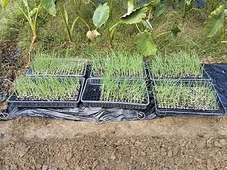 タマネギの苗植え付けを始めましたが 今日…