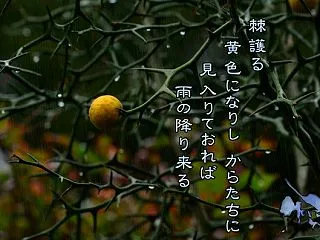 「カラタチの実」
