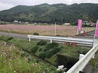 コスモス畑が増えてる！いつもの試乗コース…