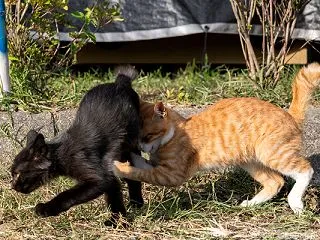 必死すぎるネコ。