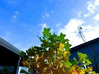 神無月下旬～米寿から五歳児まで