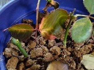 根っこよ、どうか出てください