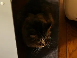 丸見え