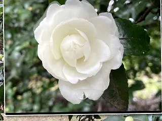 冬を楽しむ暮らし