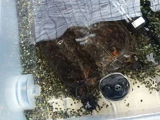 本日のクサガメ