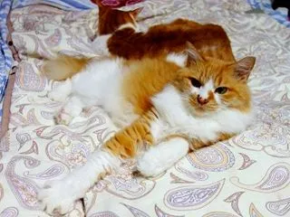 愛の使者、ママの部屋に進出！