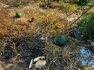貰った露地のスイカ、まずまず美味いやんけ