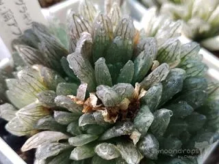 風が強めで