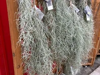 ちっちゃな可愛いお花とお手入れのコツをご…