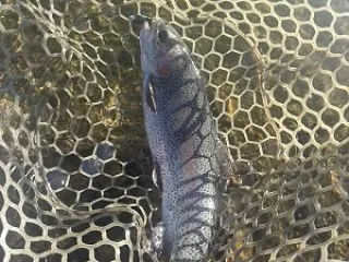 これはなんだ？