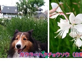 小次郎と夏の草花 ー ガウラ ハクチョウ…
