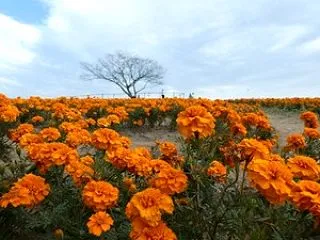 君を恋ふ愛の花咲くマリーゴールド