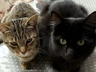 定番ギャグ（笑）猫と毛糸玉