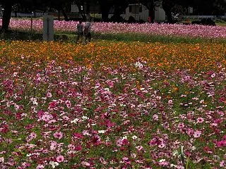 お写ん歩 武庫川髭の渡しのコスモス探訪（…