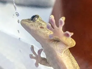 本日のヤモリです。2310日目