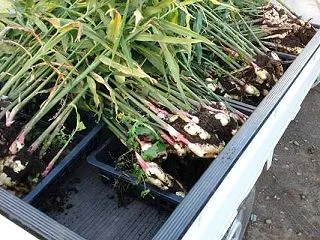 生姜の最後の収穫と超極早生玉ねぎの定植そ…