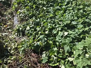 さつまいも掘り