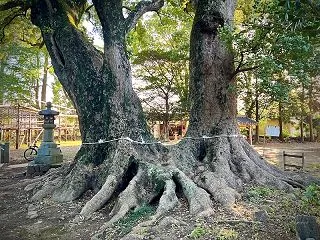 歴史を静かに見守る樹齢千年の巨木「杉森八…