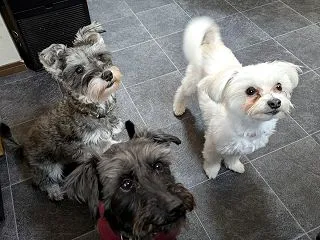 多頭飼いのごはん：食欲の差があるときの工…
