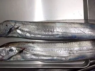 太刀魚 ウキ釣り
