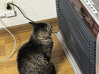 ブログを始めて。
