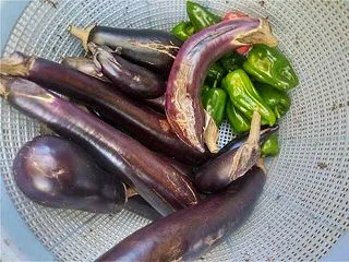 夏野菜の収獲と大根の間引きです
