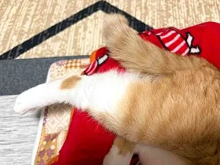 眠い時に触ると怒る
