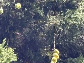 〜ハロウィン→クリスマス→年越し蕎麦→除…