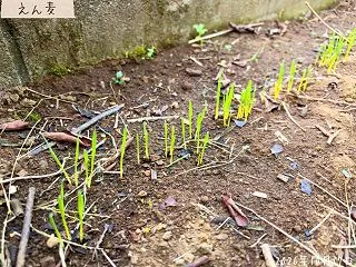 えん麦の秋まき｜10月11日に筋まき、1…