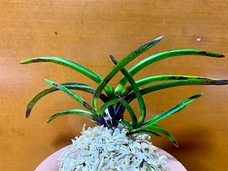 芸西墨
