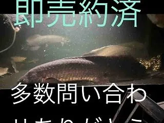 即売約ありがとうございます