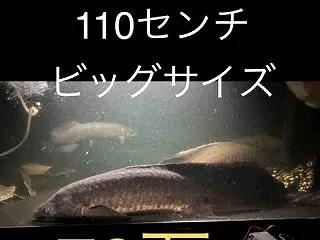 ラスト一匹美ネオケラ