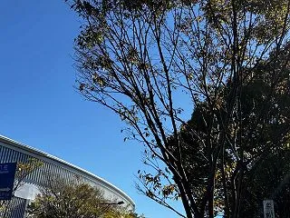 晴天、松戸21世紀の森と広場公園に行って…