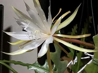 今年最後のフィッシュボーンカクタスの開花