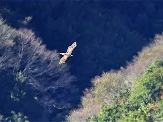 熊鷹