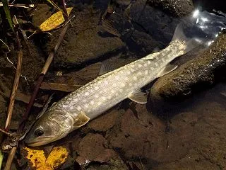 【北海道】アメマスはどこに・・・