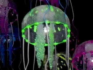 金星は天秤座へ