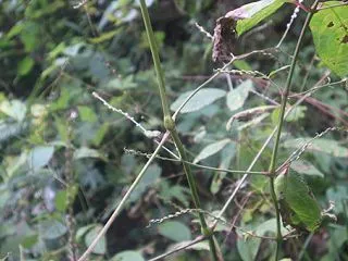 臨時休業のお知らせ 野草食「イノコズチ」