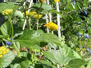 休日にできるベランダのお掃除 ( *´艸…