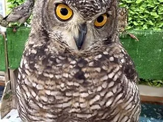 お泊りのお客さん🦉✨