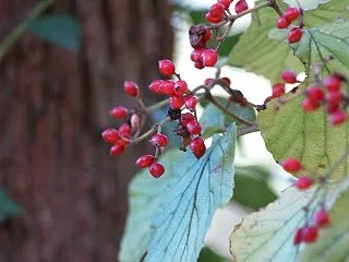 『木曽川水園で出会った木の実等～♪』