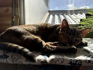 日向ぼっこ