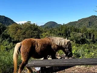 しーちゃん3回目の秋 木枯らし