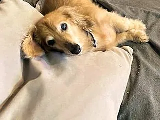 チャイくんの経過報告