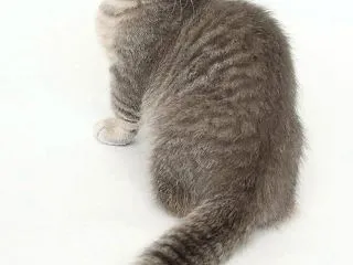 美海ちゃんとママの物語｜はじめに