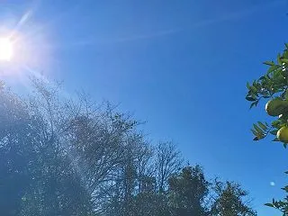 2026.10.28(水)里芋掘りました…