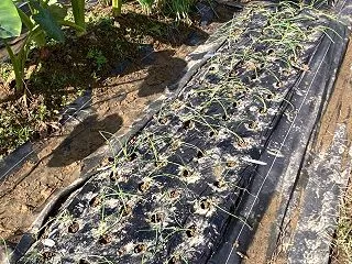 極早生玉ねぎ苗、植えたよ