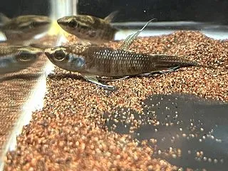 原種ベタ入荷！