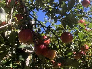 【日記】りんご狩りに行きました