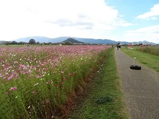 令和8年秋 奈良県藤原宮跡コスモス畑のコ…